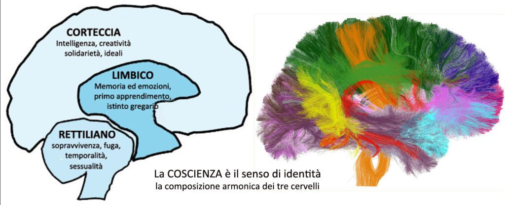 cervello_trino